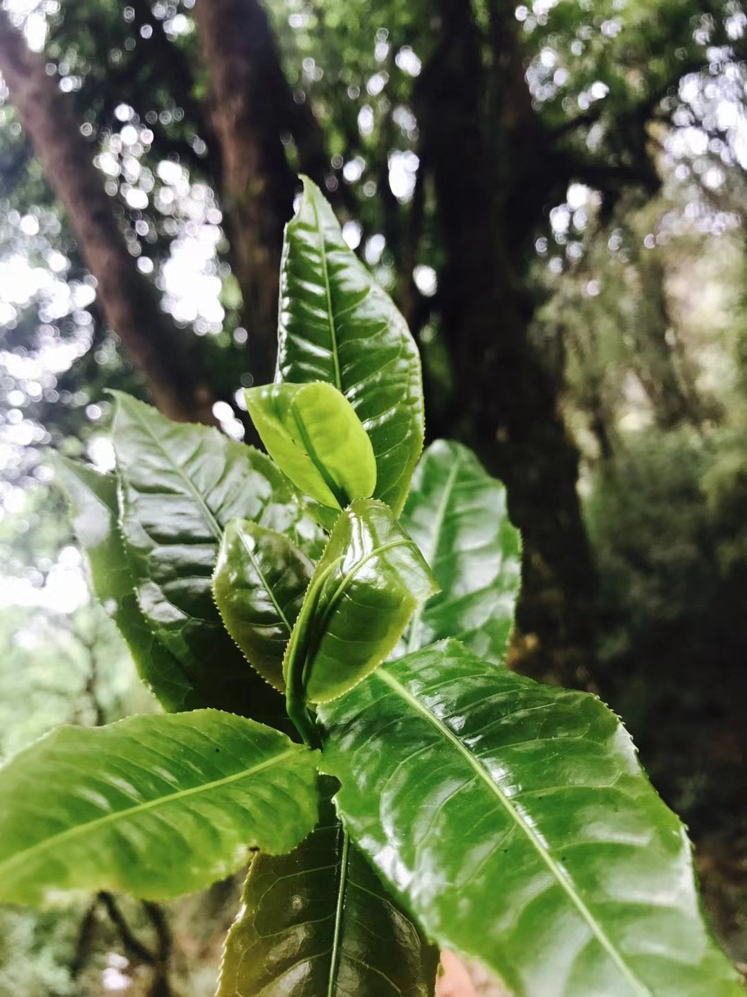 2024頭春. 大雪山野生紅茶 (散茶)